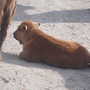 American Plains bison calf (Bison bison bison), 2024-06-30