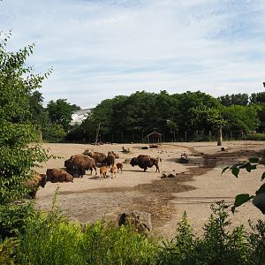 American Plains yard, 2024-06-30