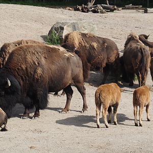 American Plains bisons (Bison bison bison), 2024-06-30