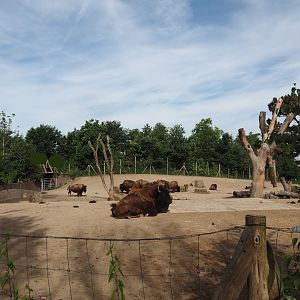 American Plains bison yard, 2024-06-30
