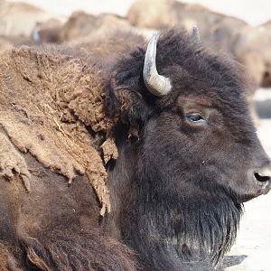 American Plains bison (Bison bison bison), 2024-06-30