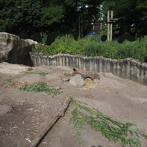 Black-tailed prairie dog exhibit, 2024-06-30