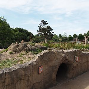 Black-tailed prairie dog exhibit, 2024-06-30