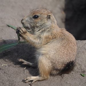 Black-tailed prairie dog (Cynomys ludovicianus), 2024-06-30