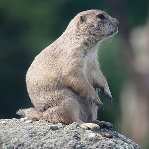 Black-tailed prairie dog (Cynomys ludovicianus), 2024-06-30