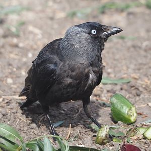 Wild Western jackdaw (Coloeus monedula), 2024-06-30