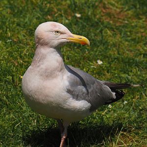 Wild European herring gull (Larus argentatus), 2024-06-30