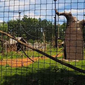 Ring-tailed lemur exhibit, 2024-06-30