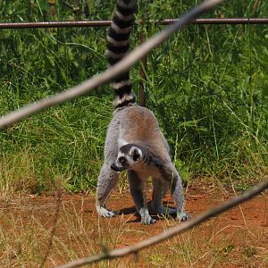 Ring-tailed lemur (Lemur catta), 2024-06-30