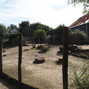 Vicuña and Darwin's rhea paddock, 2024-06-30