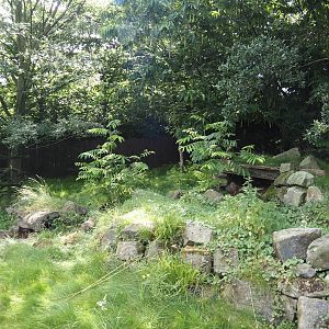 Southern pudu exhibit, 2024-06-30