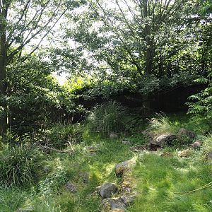 Southern pudu exhibit, 2024-06-30