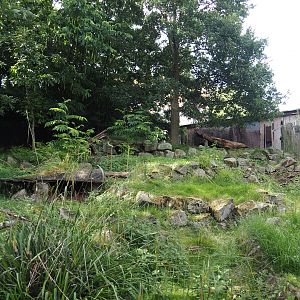 Southern pudu exhibit, 2024-06-30