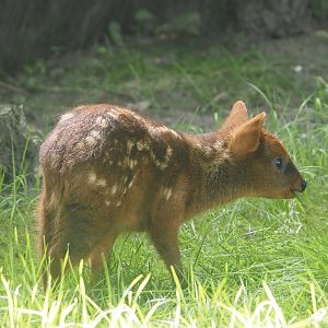Southern pudu fawn (Pudu puda), 2024-06-30