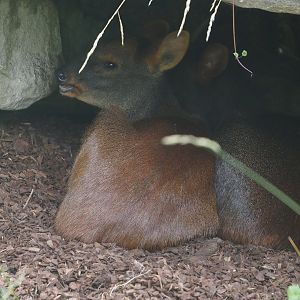 Southern pudu (Pudu puda), 2024-06-30