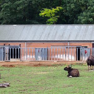 Gaur : Whipsnade : 27 Aug 2018