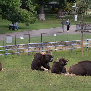 Gaur : Whipsnade : 29 Jun 2020