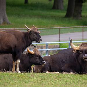 Gaur : Whipsnade : 29 Jun 2020
