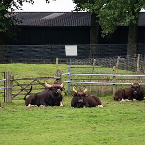 Gaur : Whipsnade : 23 Aug 2020