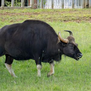 Gaur : Whipsnade : 16 Jun 2024
