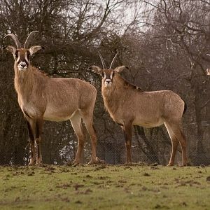 Roan antelope : Whipsnade : 15 Mar 2009