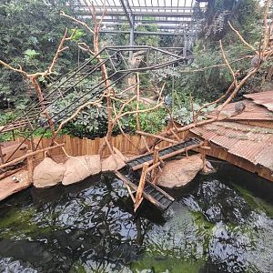 Piranha aquarium with Brazilian Porcupine exhibit