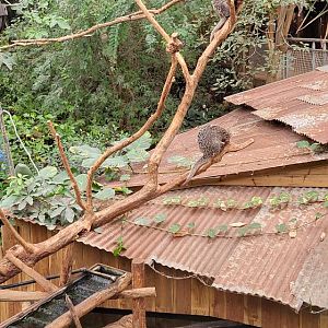 Piranha aquarium with Brazilian Porcupine exhibit