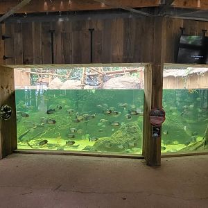 Piranha aquarium with Brazilian Porcupine exhibit