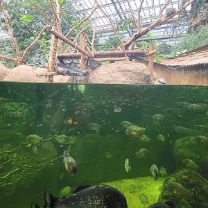 Piranha aquarium with Brazilian Porcupine exhibit