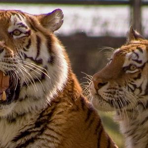Amur tiger : Whipsnade : 15 Mar 2009