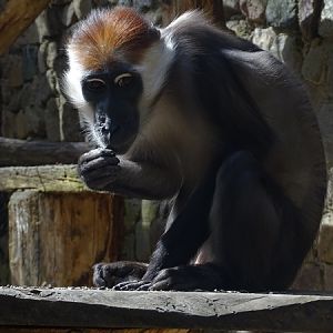 Collared mangabey (Cercocebus torquatus)