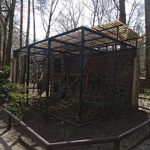 Collared mangabey enclosure