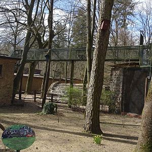 Collared mangabey enclosure