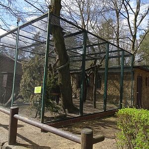 Collared mangabey enclosure