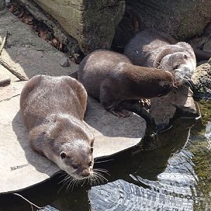 Asian small-clawed otter (Aonyx cinerea)