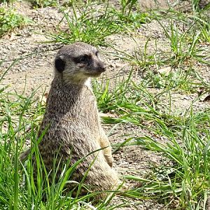 Meerkat (Suricata suricatta)