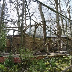 Black lemur enclosure