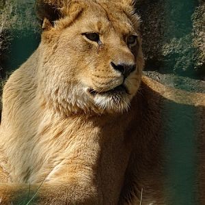 Lion (Panthera leo)