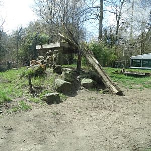 Lion enclosure