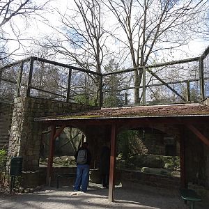 Great cat enclosure (currently lion?)