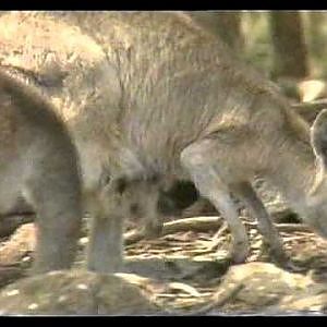 Trowunna Television Commercial from 1984 (when was called The Tasmanian Wildlife Park & Koala Village)