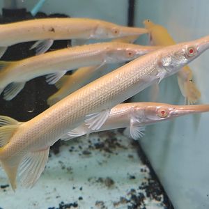 Albino Alligator Gar (Atractosteus spatula 'Albino')