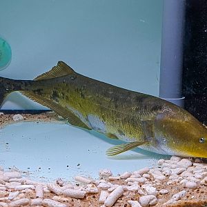 Cornish Jack (Mormyrops anguilloides)