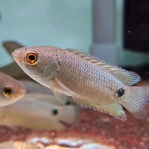 Tailspot Bushfish (Ctenopoma kingsleyae)