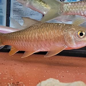 Soro Brook Carp (Neolissocheilus soroides)