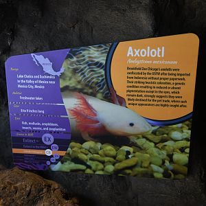 The Living Coast - Axolotl signage