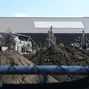 May 2025 - Tropical Forests construction: Orangutan exhibit