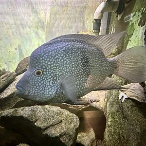 Texas cichlid (Herichthys cyanoguttatus)