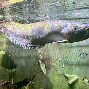Silver arowana (Osteoglossum bicirrhosum)