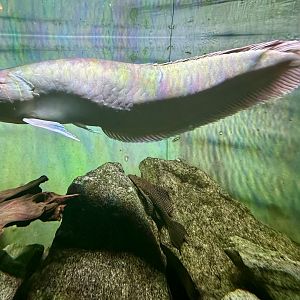 Silver arowana (Osteoglossum bicirrhosum)